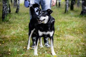 ������ - ��������������, ����������, ��� ����� 6 ���.