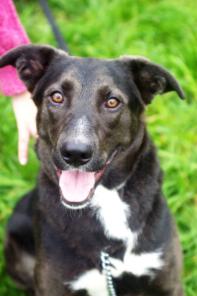 Собака, с которой не соскучишься в добрые руки