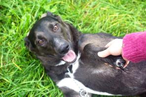 Собака, с которой не соскучишься в добрые руки