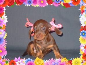 ТАКСЫ ГЛАДКОШЕРСТНОЙ ЩЕНКИ ШОКОЛАДНОГО ОКРАСА