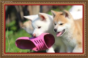 ����� ����� �����-��� (������) ������ � ������ ������