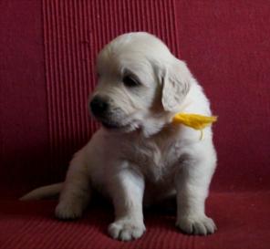 Щенки Золотистого ретривера!