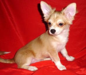 Чихуахуа. Мальчик. Недорого