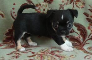 Купить Чихуа-хуа, трёхцветная, белая с тигровыми пятнами, РКФ.