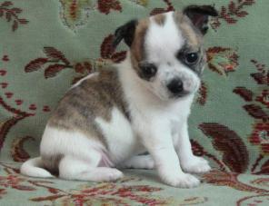 Купить Чихуа-хуа, трёхцветная, белая с тигровыми пятнами, РКФ.