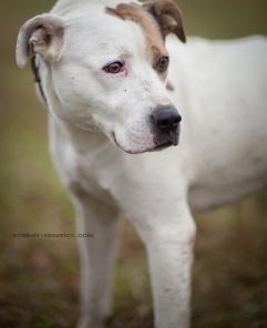 ����� ���������