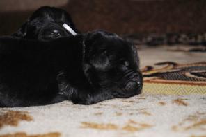 Щенки породы ньюфаундленд