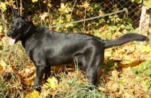 Чудо-щенок 8 мес в дар (стерилизована)!