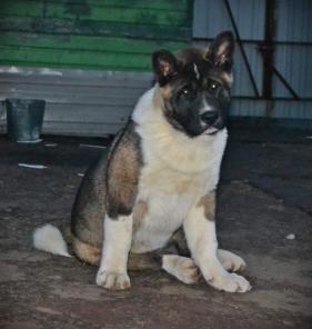 ������������ ����� - �������.