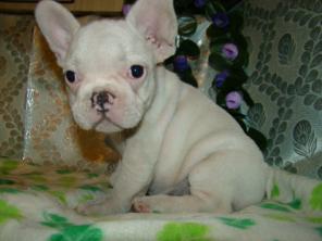 Французский бульдог красные и бело-палевые щенки