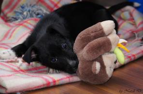 Очаровательная девочка ищет хозяина!