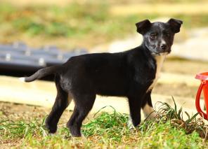 Очаровательная девочка ищет хозяина!