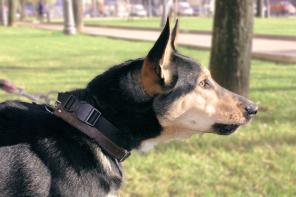 ������ �����  ������ �������� �������