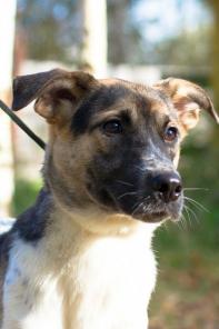 Замечательная собака Дина в дар, в добрые руки!