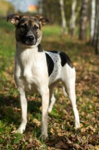 Замечательная собака Дина в дар, в добрые руки!