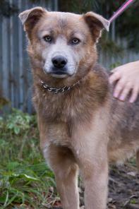 Добрый преданный пес Батлер в поисках дома!