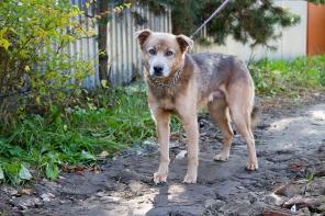 Добрый преданный пес Батлер в поисках дома!