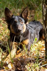 Ева - очаровательный щенок ищет дом!