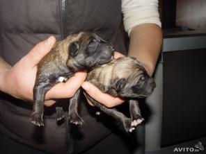 Экслюзивные охранники