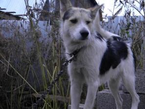 Молодой пес в добрые руки