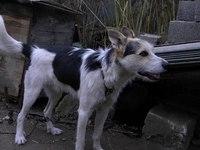 Молодой пес в добрые руки