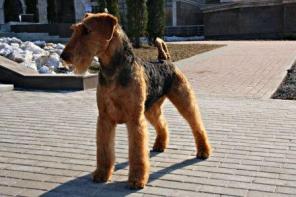 Продаю щенков эрдельтерьера