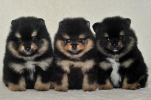 ���� ������������ ������ ������