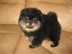 ���� ������������ ������ ������