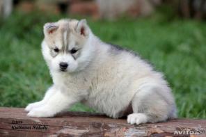 ������ ������ �����