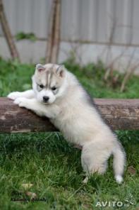 ������ ������ �����