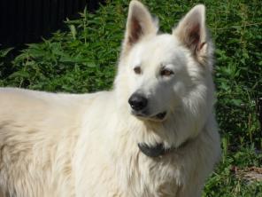 пропала собака в Сергиев Посадском районе