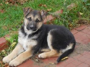 Замечательный щенок в добрые и заботливые руки