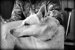 Бутон украсит вашу жизнь