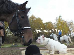 ����� ������������ ��������