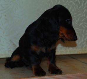 Щенок Таксы миниатюрный, д/ш, чёрно-подпалый.