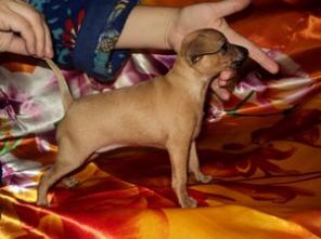 ��������� �����