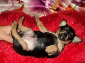 ��������� �����