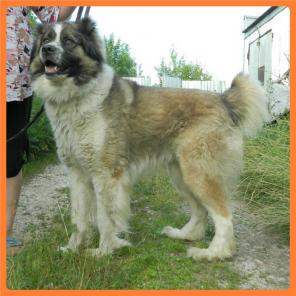 �������-�������, ������ ������ ���������� ������� � ���