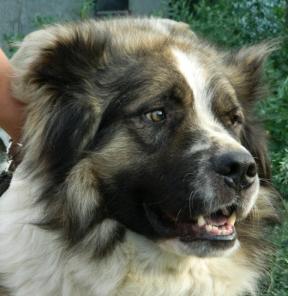 �������-�������, ������ ������ ���������� ������� � ���