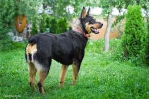 Молодая собака в дар, отец-чистокровный ротвейлер