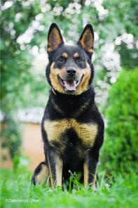 Молодая собака в дар, отец-чистокровный ротвейлер