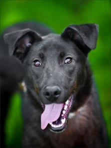 �������-����������� ������ ������� ���������