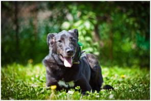 �������-����������� ������ ������� ���������