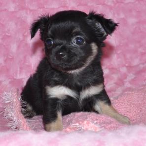 Чихуахуа щенки