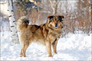 ��������� ������