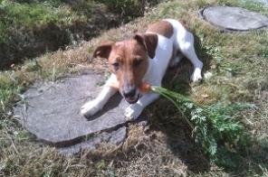 ������� ������