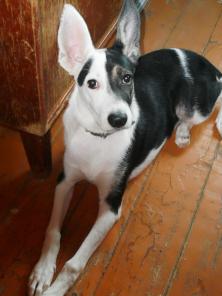 ���-����� ���������