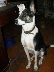 ���-����� ���������