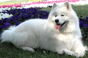 Самоед (самоедская лайка) - щенки