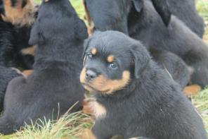 Продаются щенки ротвейлера.